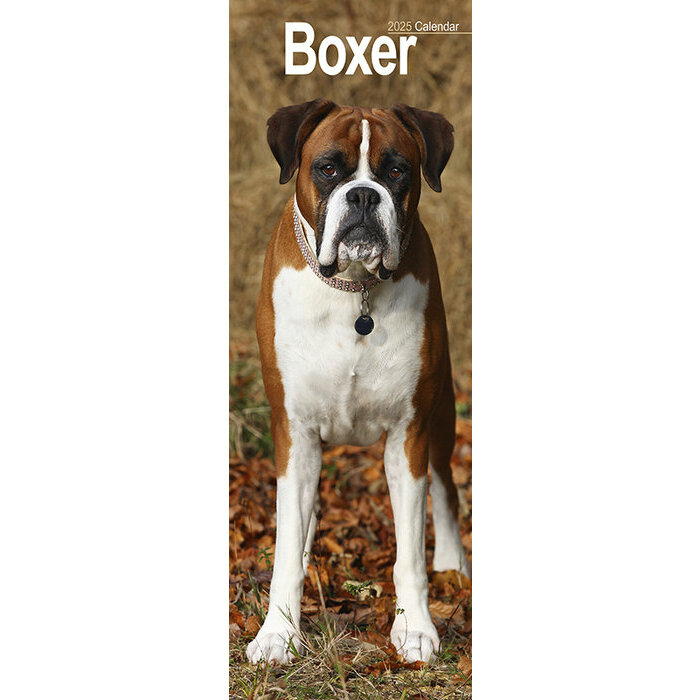 Calendrier Mural Etroit 2025 Boxer