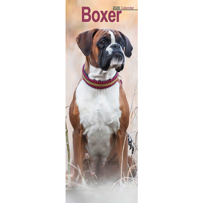 Calendrier Etroit 2026 Border Terrier