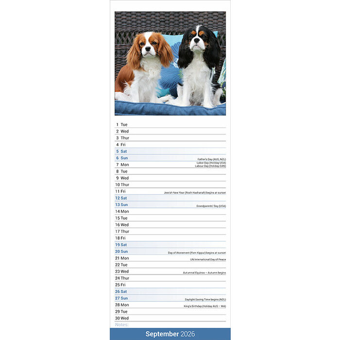 Calendrier 2026 Etroit Cavalier King Charles