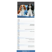 Calendrier Couple Cavalier King charles 2025