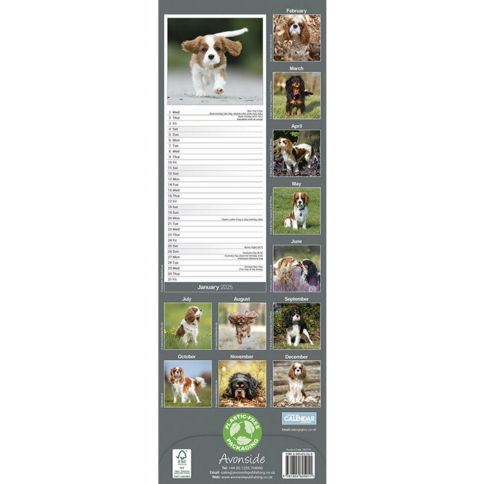 Calendrier 2025 Cavalier King Charles