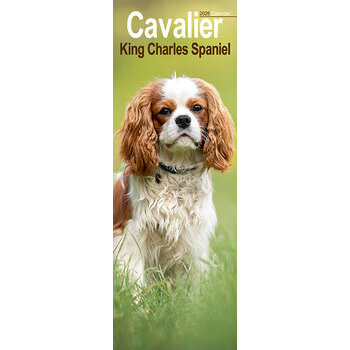 Calendrier Etroit Slim 2025 Cavalier King Charles