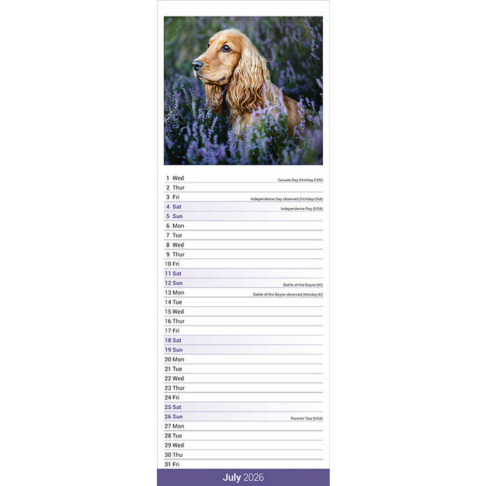 Calendrier Etroit 2026 Cocker Anglais papier