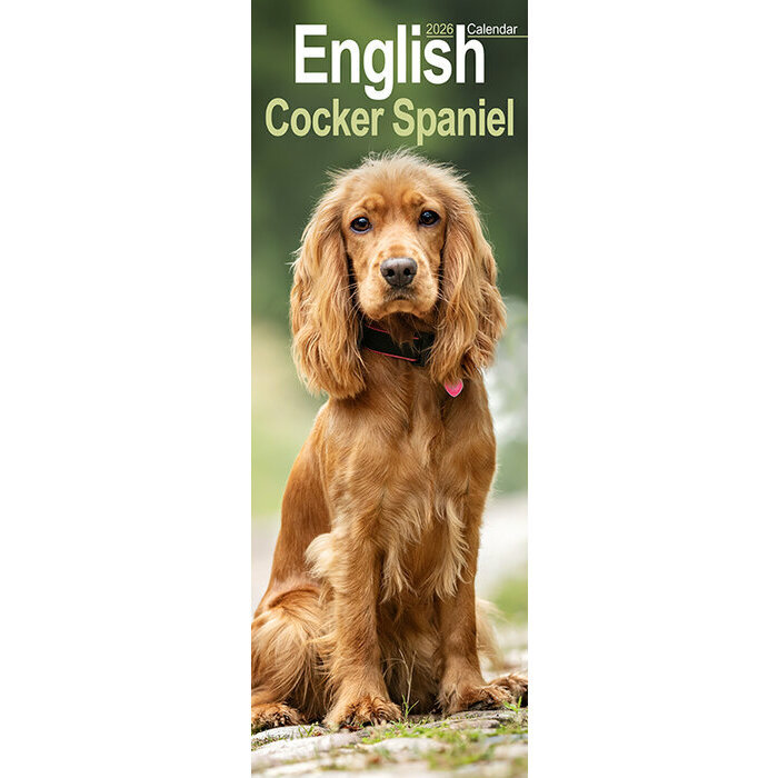 Calendrier Etroit 2026 Cocker Anglais 
