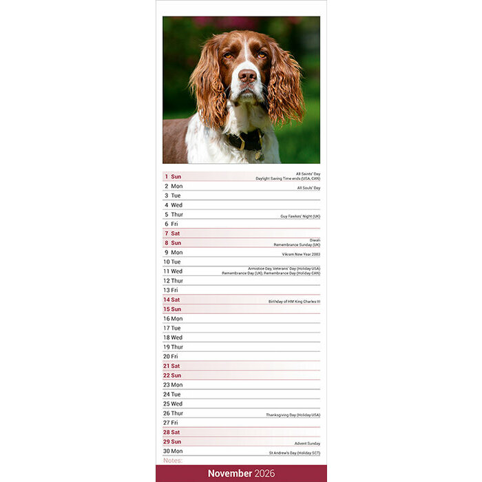 Calendrier  Etroit 2026 Springer Spaniel