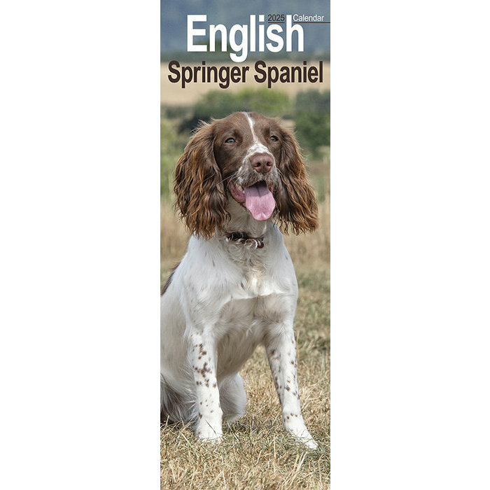 Calendrier Mural Etroit 2025 Springer Spaniel