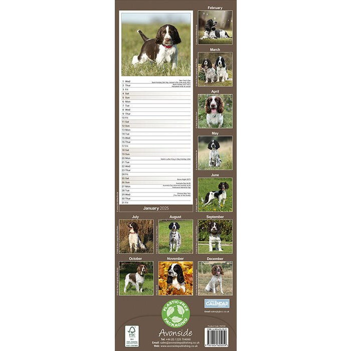 Calendrier Mural 2025 English Springer Spaniel