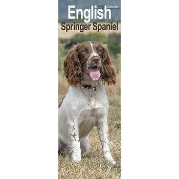 Calendrier Etroit Slim 2025 English Springer Spaniel 