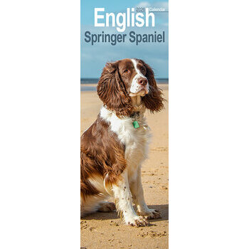 Calendrier Etroit Slim 2025 English Springer Spaniel 