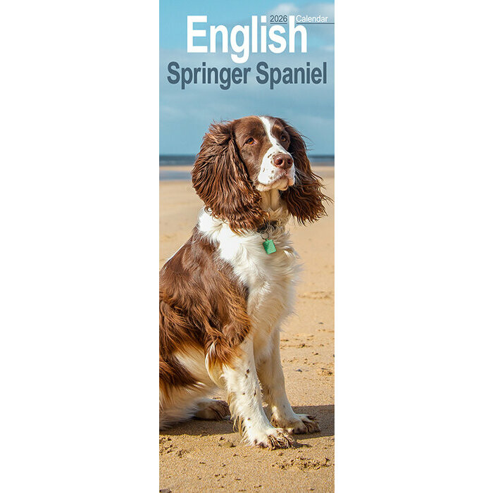 Calendrier Mural Etroit 2026 Springer Spaniel
