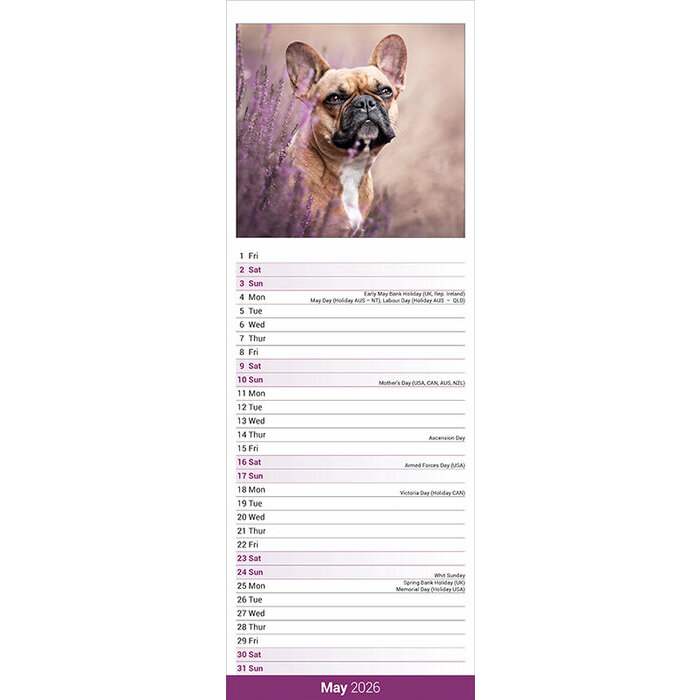 Calendrier Mural  2026 Bouledogue Français