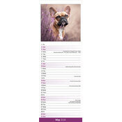 Calendrier Mural  2026 Bouledogue Français