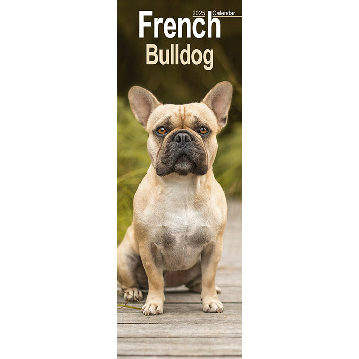 Calendrier Mural Etroit 2025 Bouledogue Français