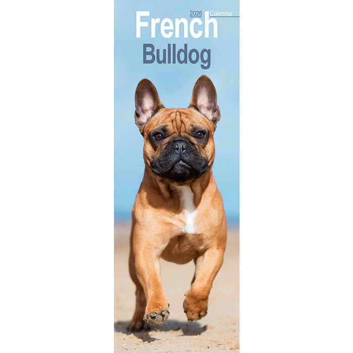 Calendrier Mural Etroit 2026 Bouledogue Français
