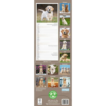 Calendrier Etroit Slim 2025 Golden Retriever