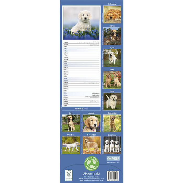 Calendrier Etroit 2025 Golden retriever
