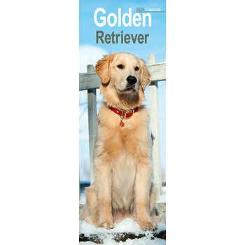 Calendrier Etroit Slim 2025 Golden Retriever