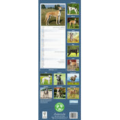 Calendrier papier 2026 Greyhound