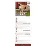 Calendrier Etroit 2025 Greyhound