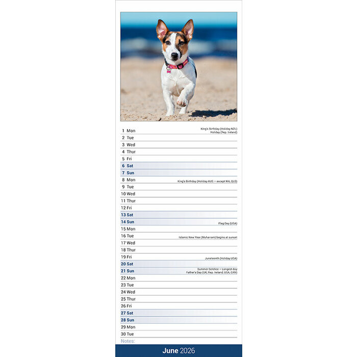 Calendrier papier 2026 Jack Russell