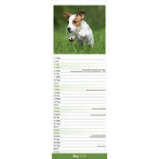 Calendrier 2025 Chiot Jack Russell