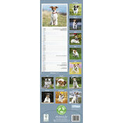 Calendrier Mural 2025 Jack Russell Terrier