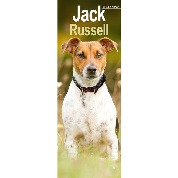 Calendrier Mural Etroit 2026 Jack Russell