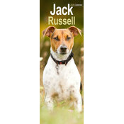 Calendrier Mural Etroit 2026 Jack Russell