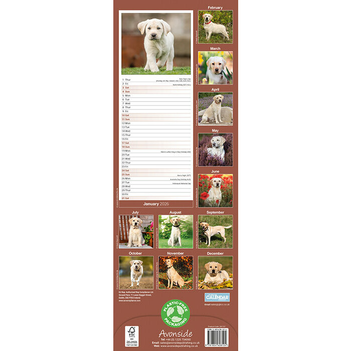 Calendrier 2026 Labrador Sable