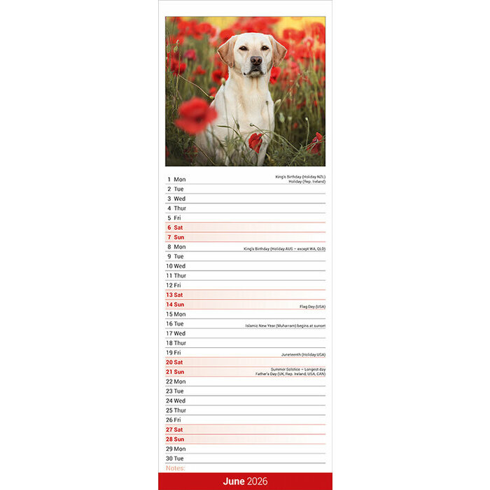 Calendrier papier 2026 Labrador Sable