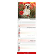 Calendrier papier 2026 Labrador Sable