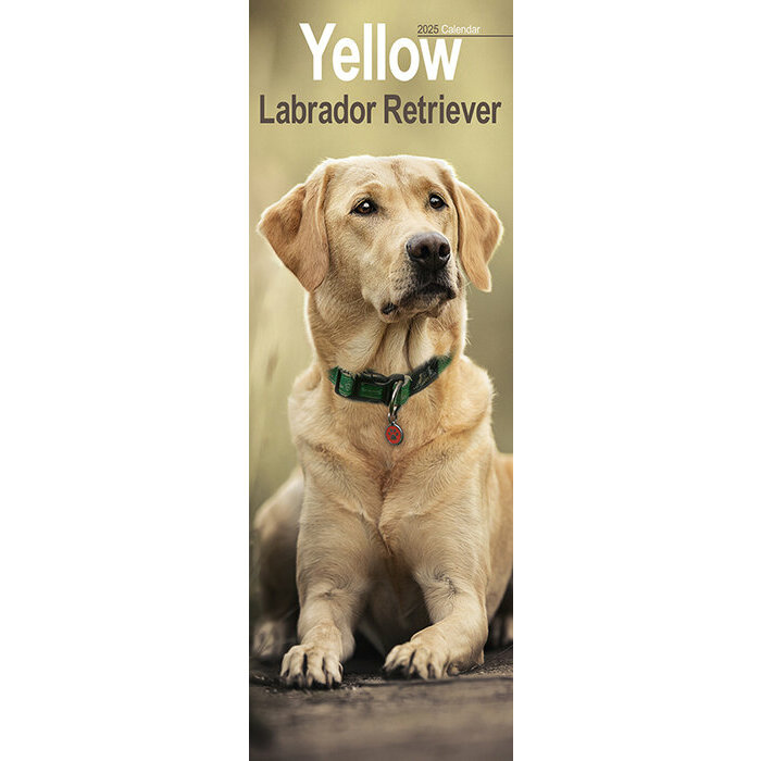 Calendrier Mural Labrador Sable 2025
