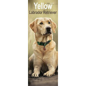 Calendrier Mural Labrador Sable 2025
