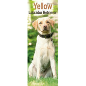 Calendrier Mural Labrador Sable 2025