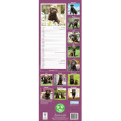 Calendrier Etroit 2025 Labrador Chocolat