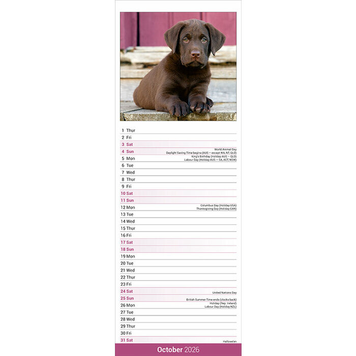 Calendrier mural Slim Labrador Chocolat 2026