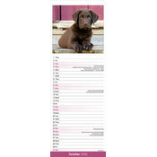 Calendrier mural Slim Labrador Chocolat 2026