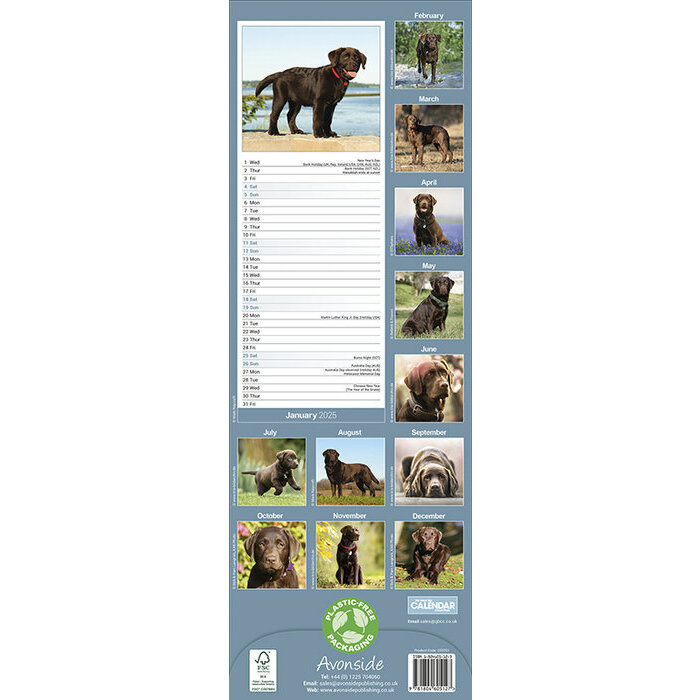 Calendrier Etroit 2025 Labrador Chocolat