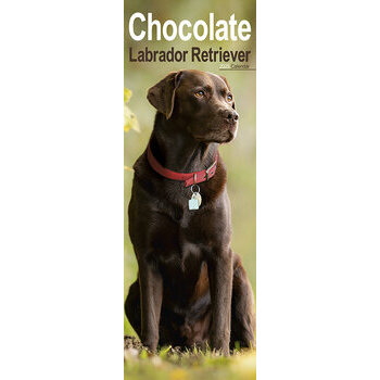 Calendrier Etroit Slim 2025 Labrador Chocolat