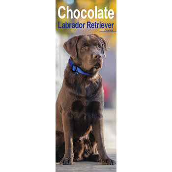 Calendrier Etroit Slim 2025 Labrador Chocolat