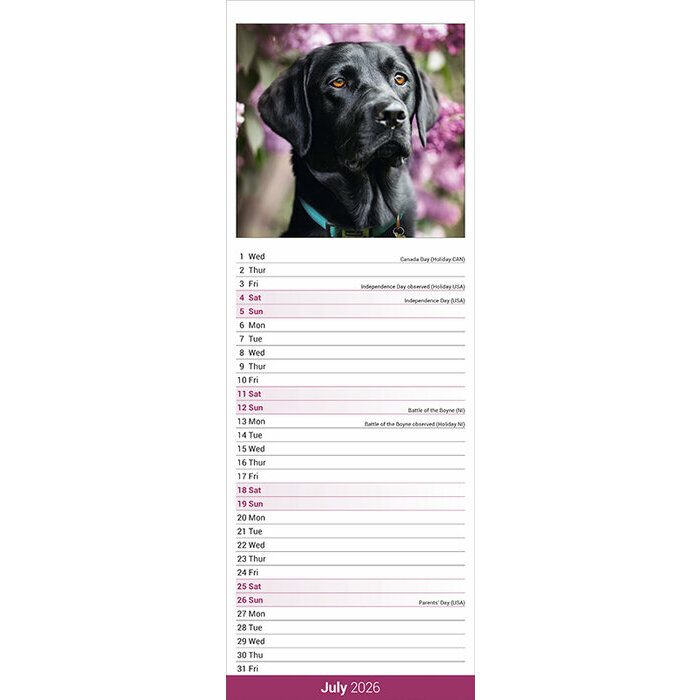 Calendrier Etroit mural 2026 Labrador Noir