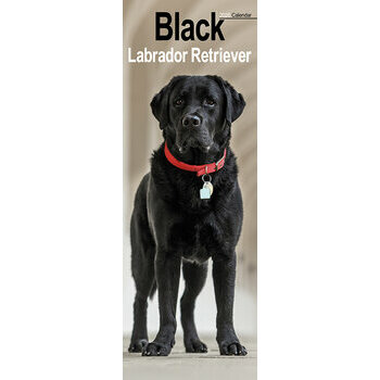 Calendrier Etroit Slim 2025 Labrador Noir