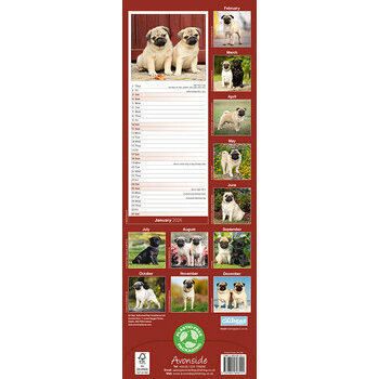 Calendrier Etroit Slim 2026 Carlin Pug