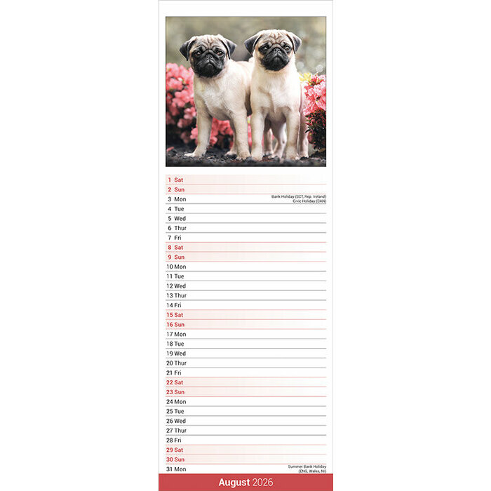Calendrier papier 2026 Labrador Sable