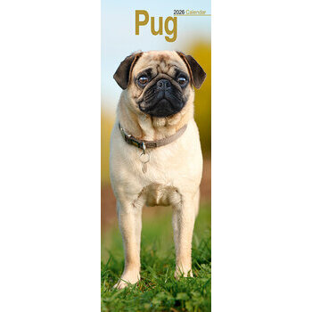 Calendrier Etroit Slim 2026 Carlin Pug