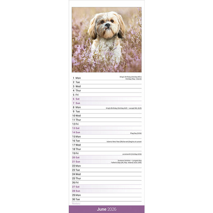Calendrier Chiots Shih tzu 2025