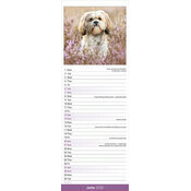 Calendrier Chiots Shih tzu 2025