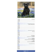 Calendrier Staffordshire Bull Terrier Noir 2025