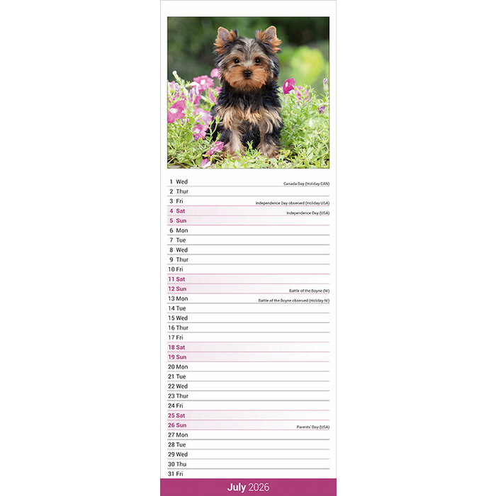 Calendrier 2026 Yorkshire Terrier