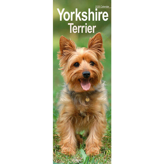 Calendrier Slim 2026 Yorkshire Terrier